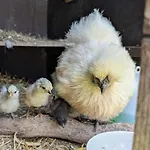 Loewenhof Jurte *
